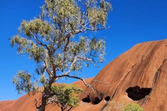 Uluru Sunrise & Segway