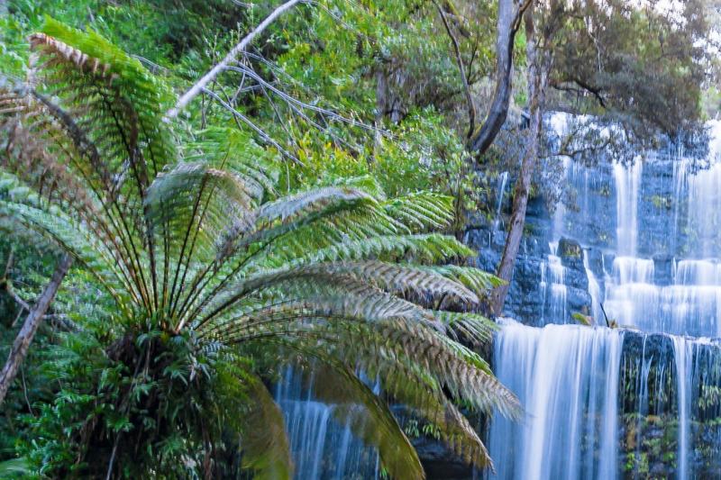 mt-field-mt-wellington-wildlife-1