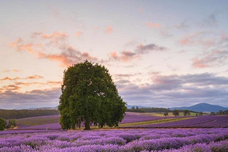 port-arthur-lavender-1