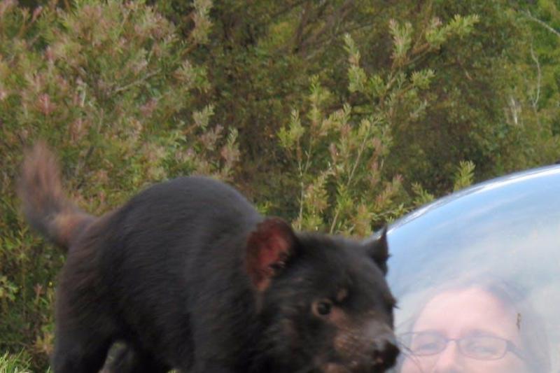 port-arthur-tassie-devils-1