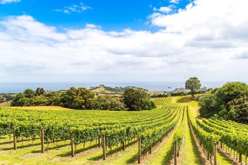 waiheke-island-essence-of-waiheke-wine-3