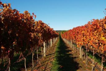 Waiheke Island - Half Day Scenic, Wine and Lunch