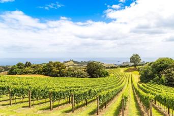 Waiheke Island - Half Day Scenic, Wine and Lunch &