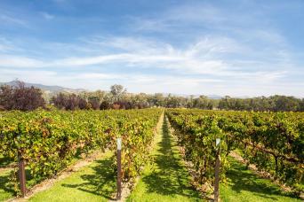 Martinborough Winery Tour (Private Tour, max. 11 p