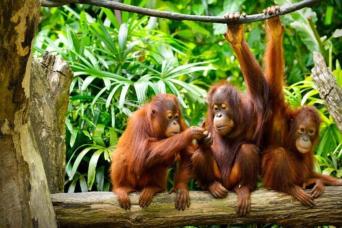 Semenggoh Orangutan Wildlife Centre  (SIC)
