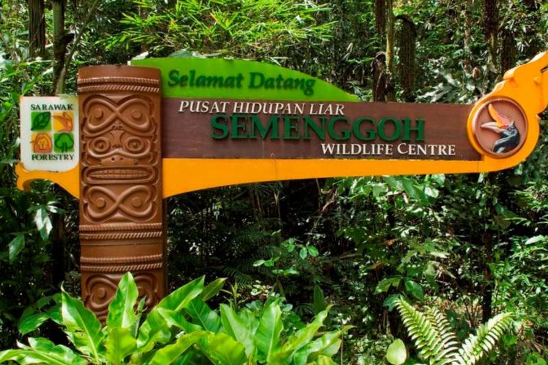 semenggoh-orangutan-wildlife-centre-sic-2