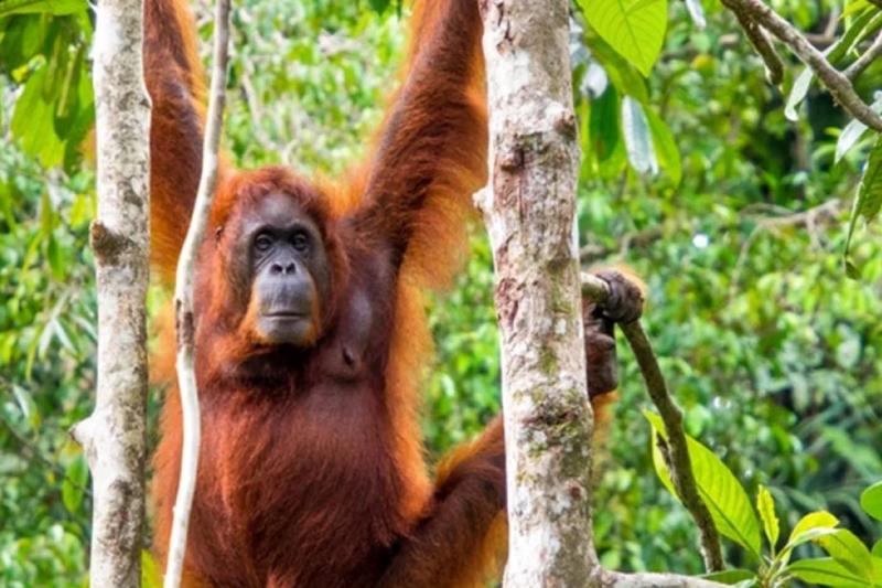 semenggoh-orangutan-wildlife-centre-sic-3