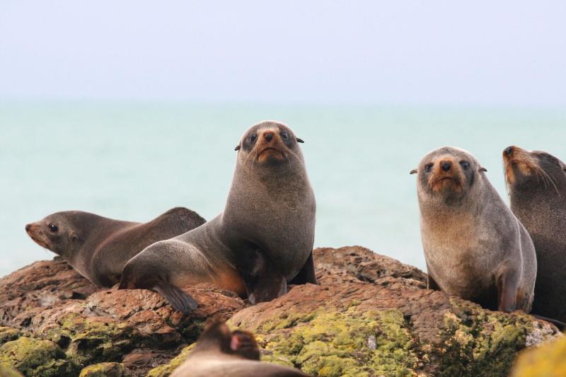 full-day-wine-seals-and-palliser-lighthouse-tour-2