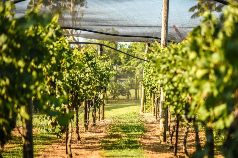 full-day-martinborough-wine-tour-1