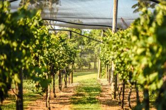 Full Day Martinborough Wine Tour