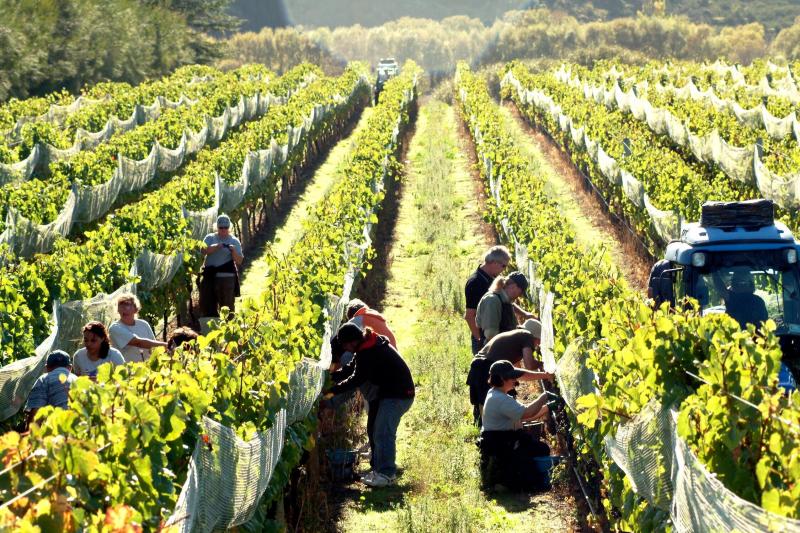 full-day-martinborough-wine-tour-2