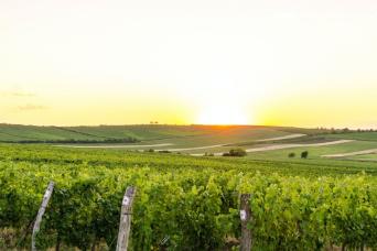 Hunter Valley - Private Tour