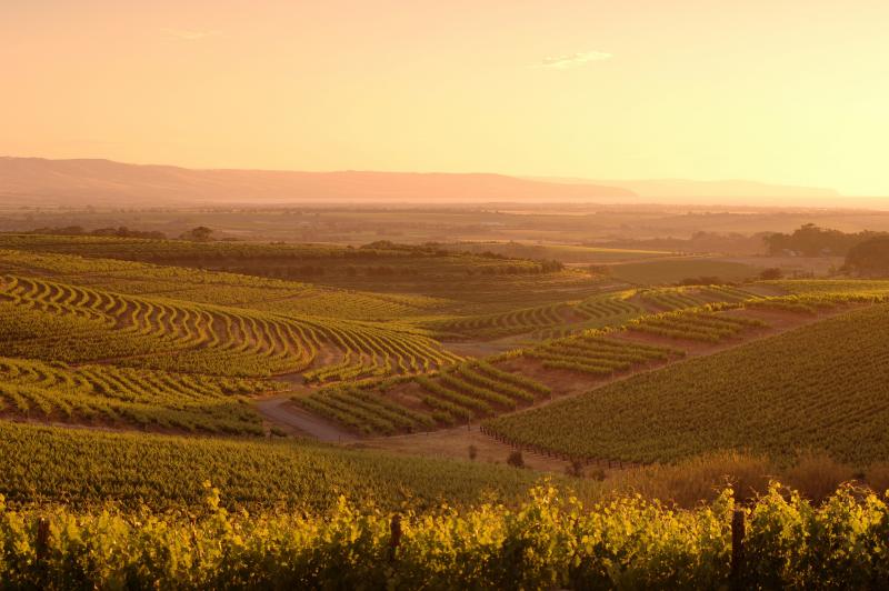 taste-the-barossa-premium-day-tour-small-group-7