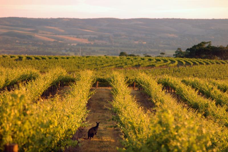 taste-the-barossa-behind-the-scenes-private-tour-3