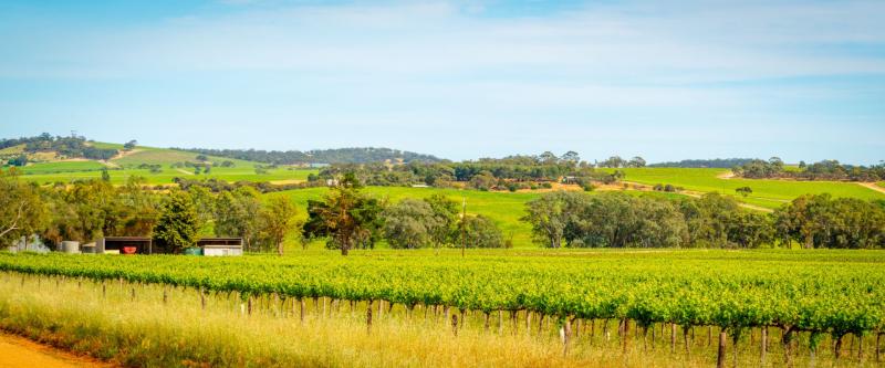 taste-the-barossa-behind-the-scenes-private-tour-4
