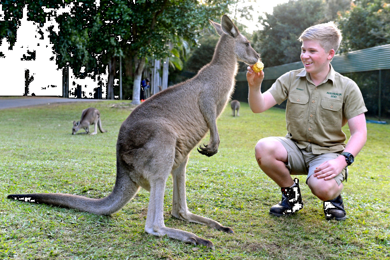 croc-express-to-australia-zoo-from-brisbane-1