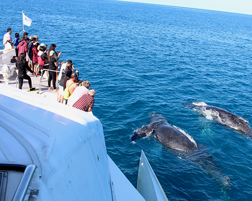 tangalooma-island-tours-whale-watching-day-cruise-2