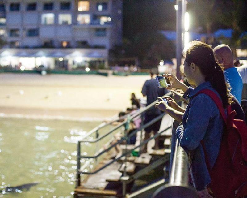 tangalooma-desert-safari-wbus-tsfdolphin-viewing-8