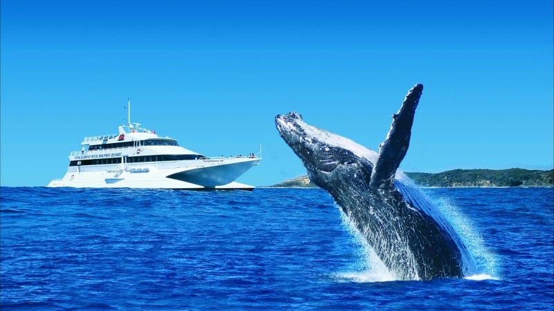 tangalooma-whale-watching-upg-dolphin-viewing-4