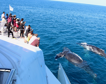 Tangalooma-Whale Watching Up/g Dolphin Feeding