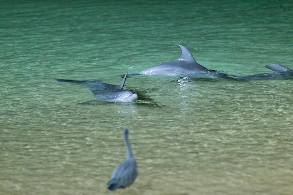 tangalooma-island-toursupgrade-marine-discover-5