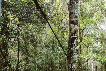 O'Reilly's &Lamington National Park- ex Gold Coast