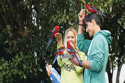 oreillys-lamington-national-park-ex-gold-coast-2
