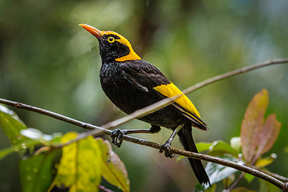 oreillys-lamington-national-park-ex-gold-coast-3