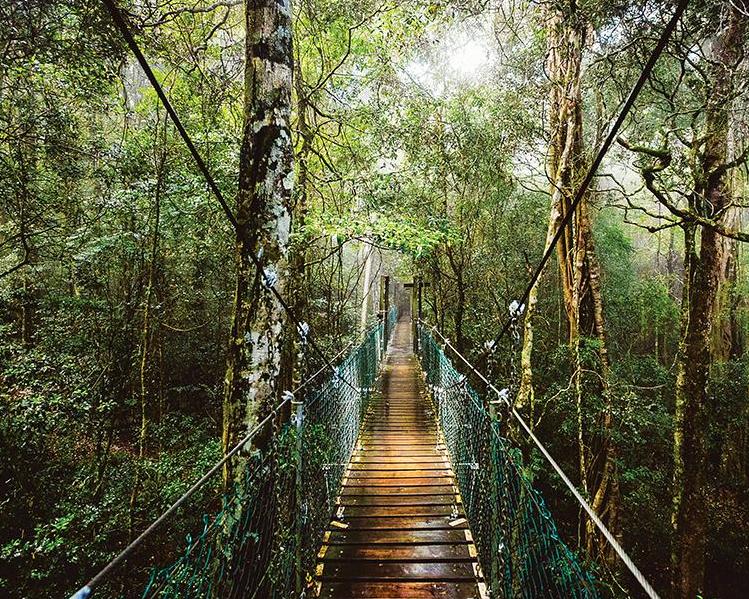 oreillys-lamington-national-park-ex-gold-coast-7