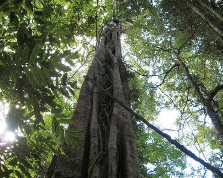 natural-bridge-glow-worm-night-tour-3
