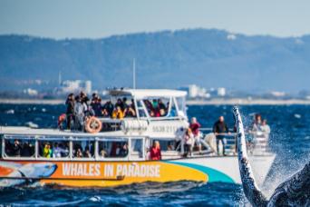 Tangalooma Island Tours - Whale Watching Day Cruis