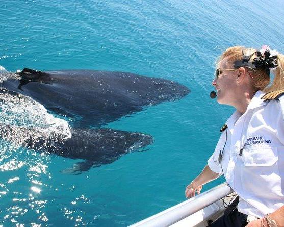 tangalooma-whale-watching-upg-dolphin-feeding-3
