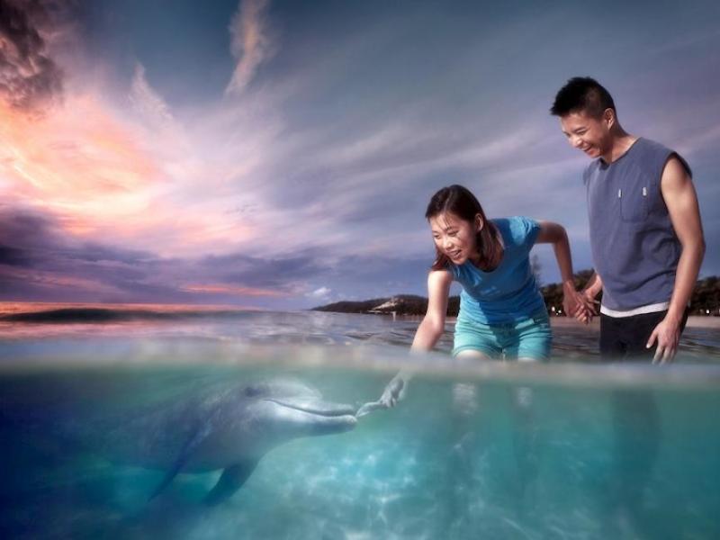 tangalooma-whale-watching-upg-dolphin-feeding-4