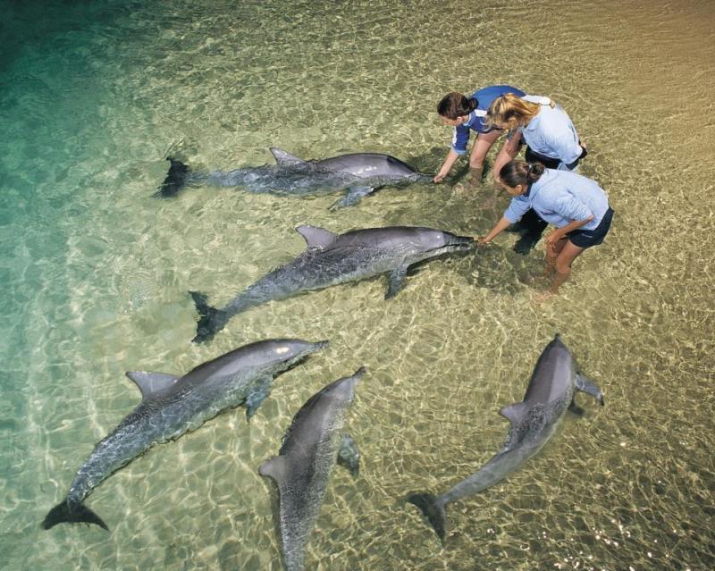 tangalooma-whale-watching-upg-dolphin-feeding-5