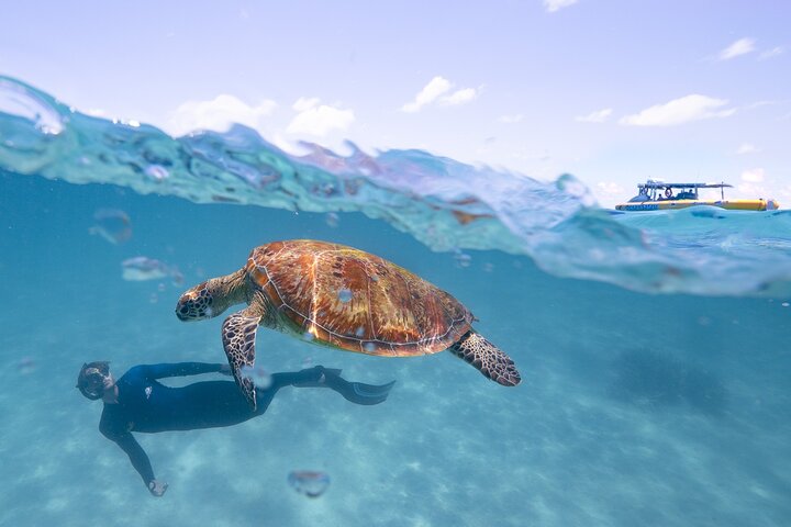 ocean-safari-great-barrier-reef-turtle-tripper-adv-6