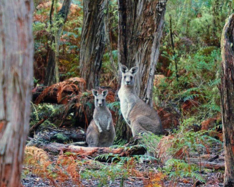 great-ocean-road-small-group-day-tour-with-lunch-5
