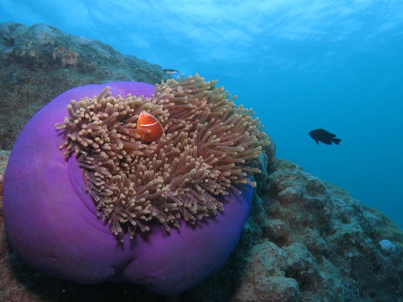 green-island-great-barrier-reef-adventure-5