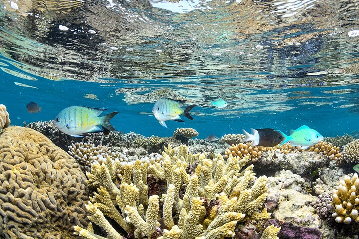 cruise-to-outer-reef-fly-return-full-day-2