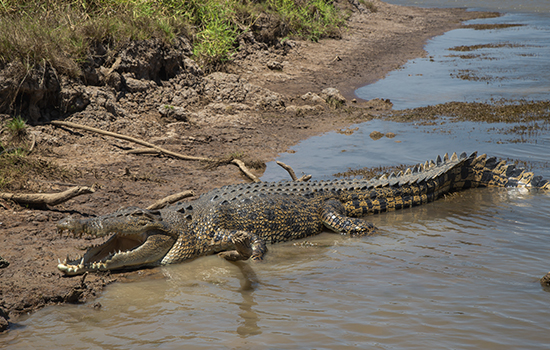 wetlands-discovery-by-airboat-cruise-safaris-4