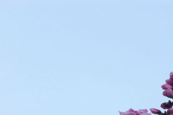 Panoramic Tokyo 1 Day Bus Tour with Bay Cruise (Bu