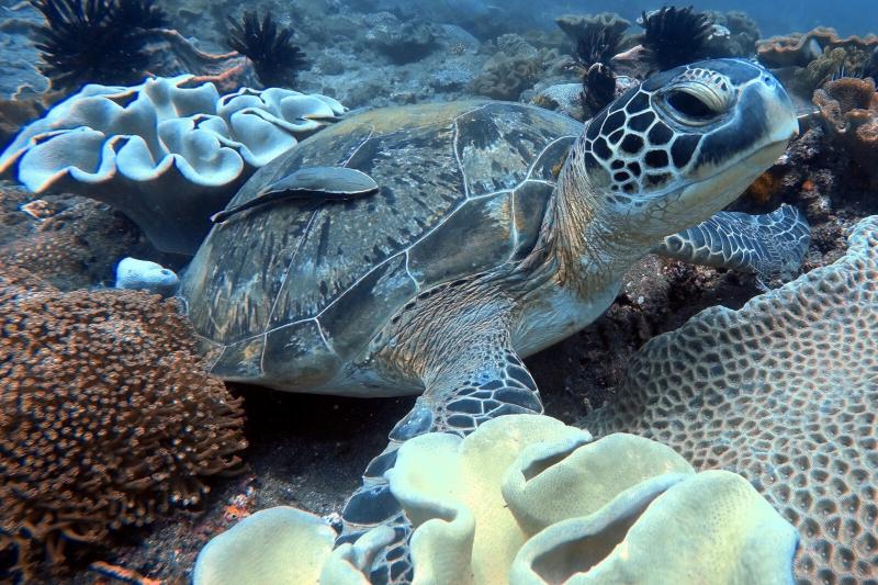 shipwreck-scuba-dive-bali-3