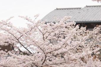Sky Hop Bus Kyoto (Hop-on Hop-off Bus Kyoto)