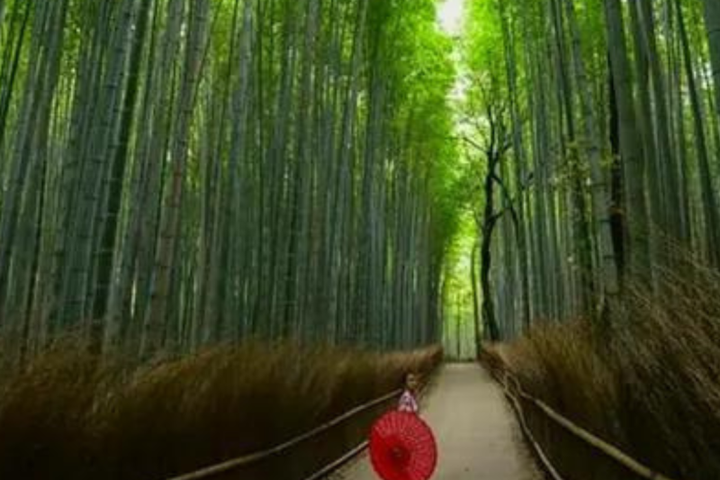 1-day-kyoto-highlights-bus-tour-5