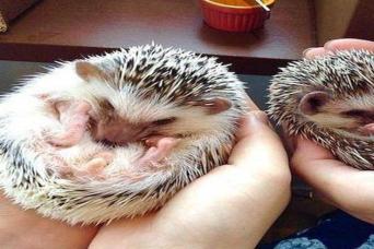 Admission to Hedgehog Cafe in Harajyuku