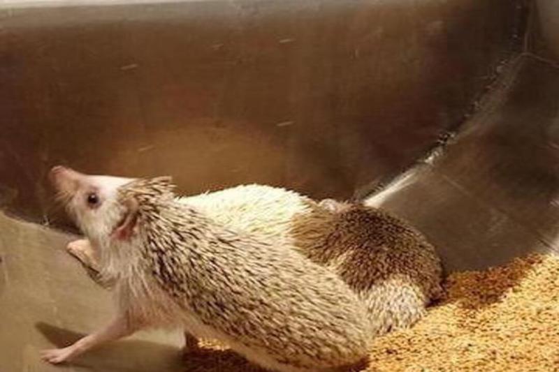 admission-to-hedgehog-cafe-in-harajyuku-2