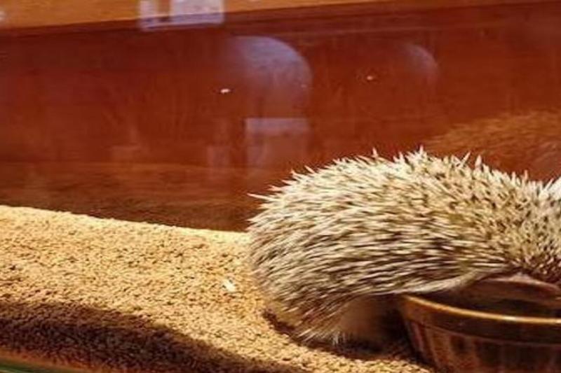 admission-to-hedgehog-cafe-in-harajyuku-3