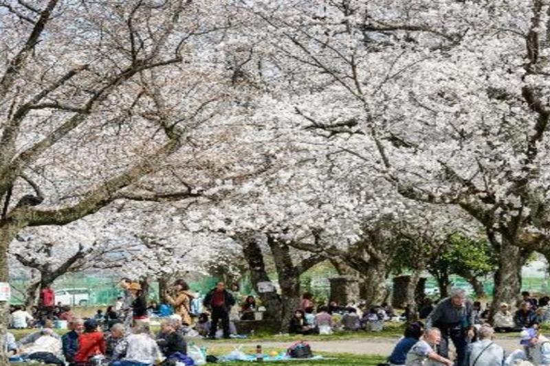 osaka-spring-daytime-cherry-blossom-food-tour-1