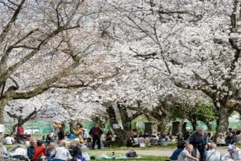Osaka Spring Daytime Cherry Blossom Food Tour
