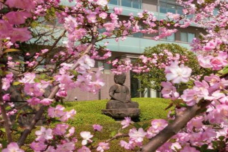 osaka-spring-daytime-cherry-blossom-food-tour-2