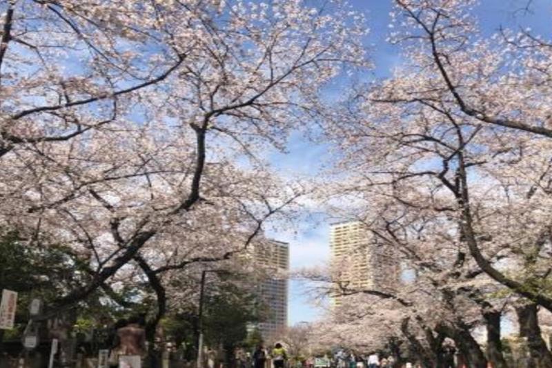 osaka-spring-daytime-cherry-blossom-food-tour-3